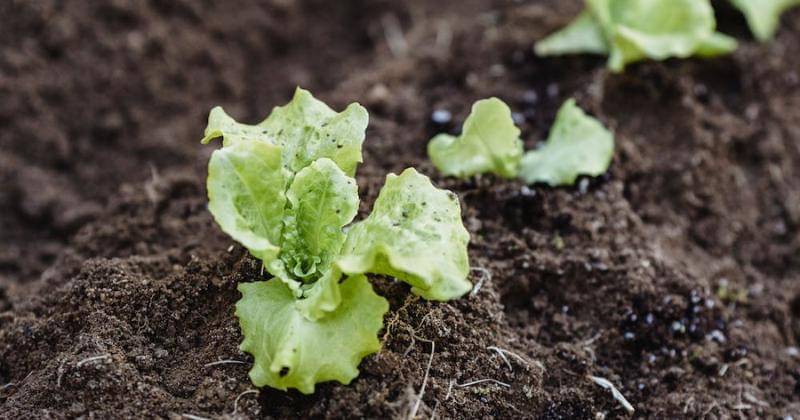 Pexels/Greta Hoffman