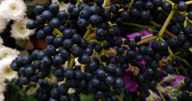 Pexels/Olga Kovalski