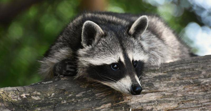 Pixabay/Alexas_Fotos