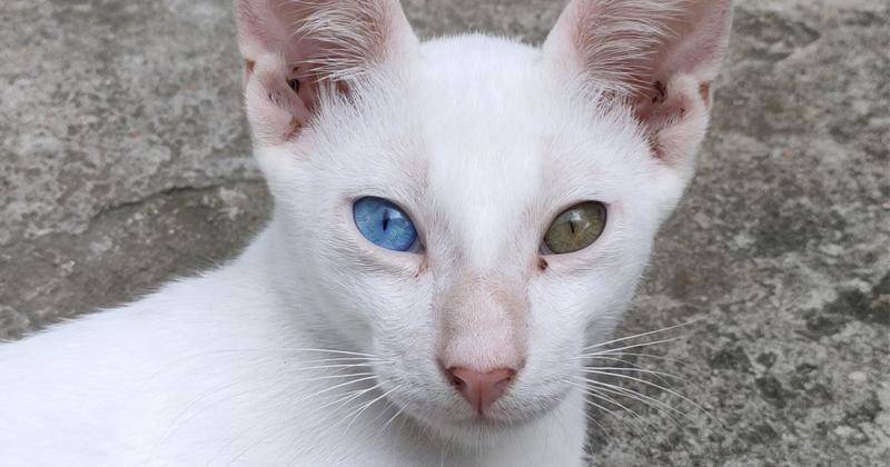 https://www.pexels.com/id-id/foto/hewan-putih-mencari-kucing-8318962/