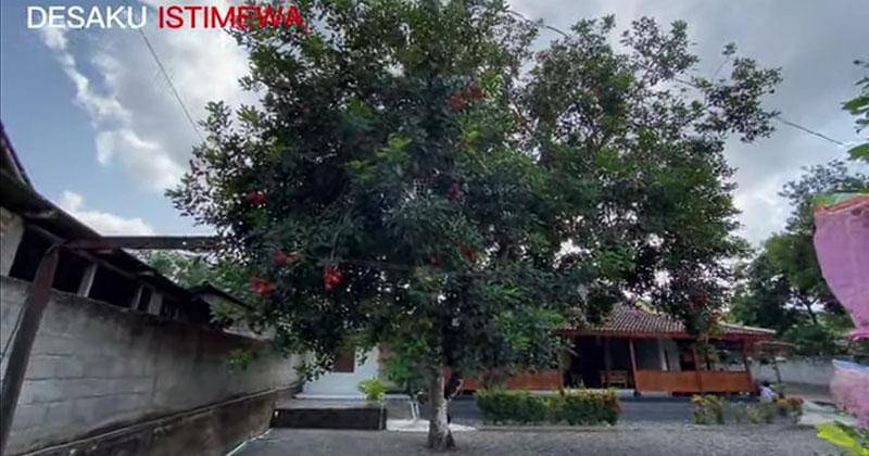 YouTube.com/DESAKU ISTIMEWA