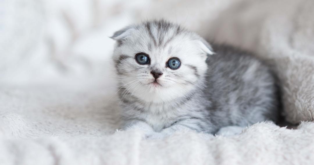300 Nama Kucing Betina Aesthetic Inisial A-M Beserta Artinya