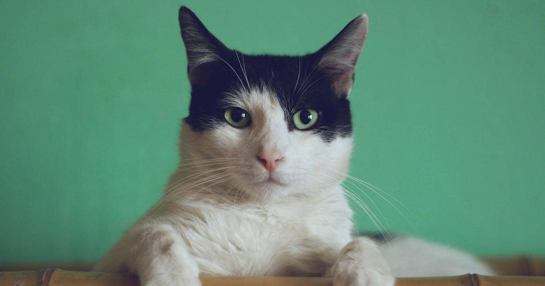 Unsplash/Manja Vitolic