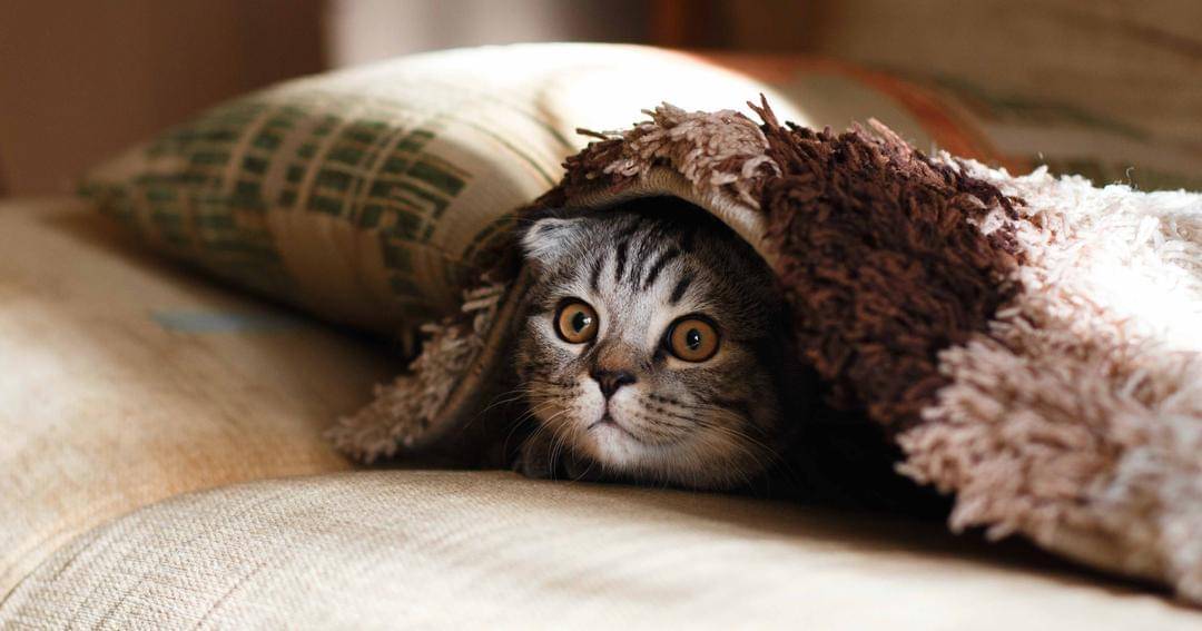 Unsplash/Mikhail Vasilyev