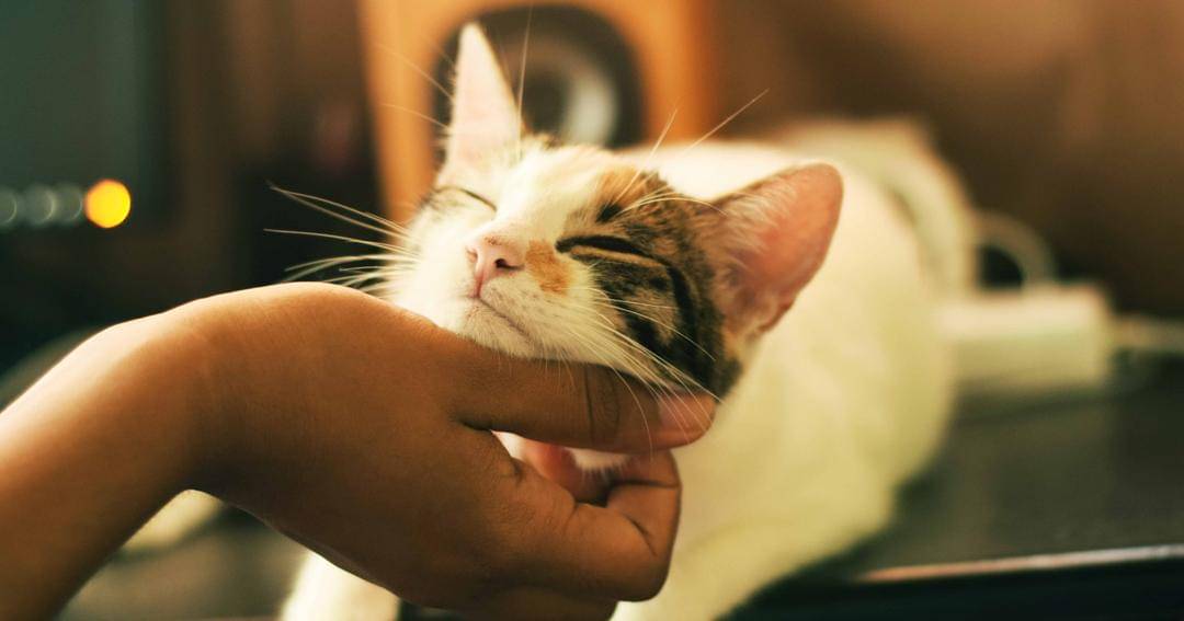 Unsplash/Yerlin Matu