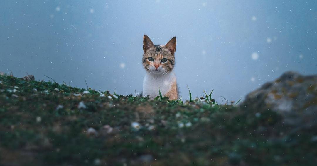 Unsplash/Malek Dridi