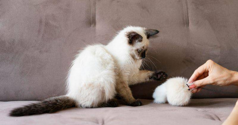 7 Cara Melatih Kucing Mengambil Barang, Bisa Ajak Main Lempar Tangkap