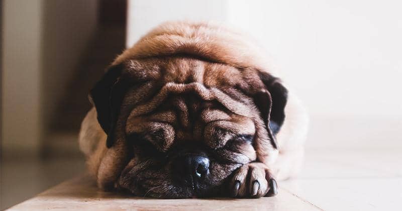 Unsplash/Jorge Zapata