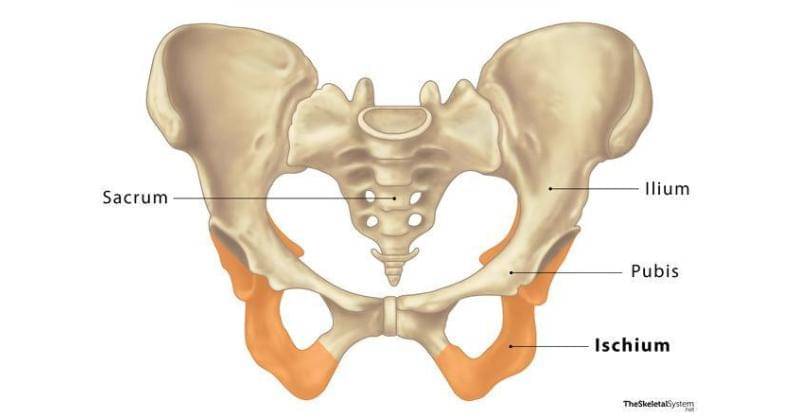theskeletalsystem.net
