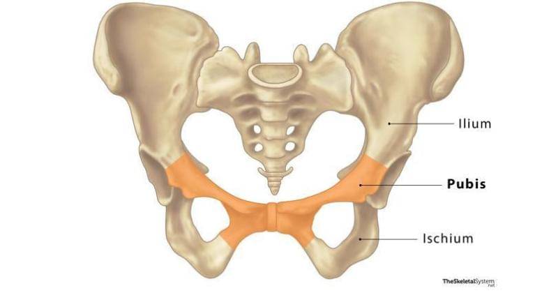 theskeletalsystem.net
