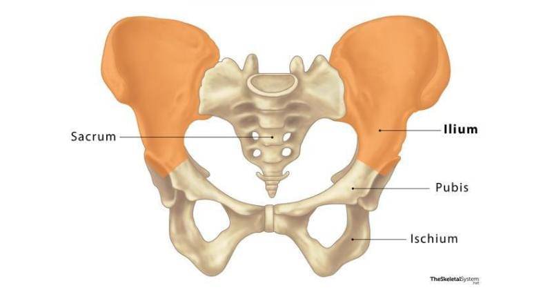 theskeletalsystem.net