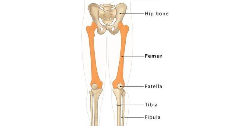 theskeletalsystem.net