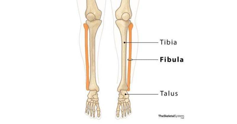theskeletalsystem.net