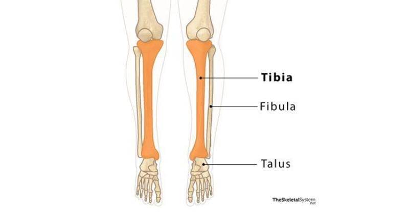 theskeletalsystem.net