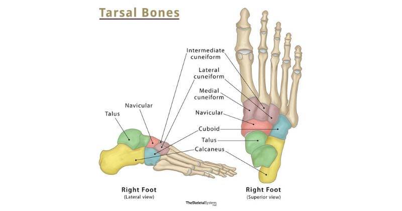 theskeletalsystem.net