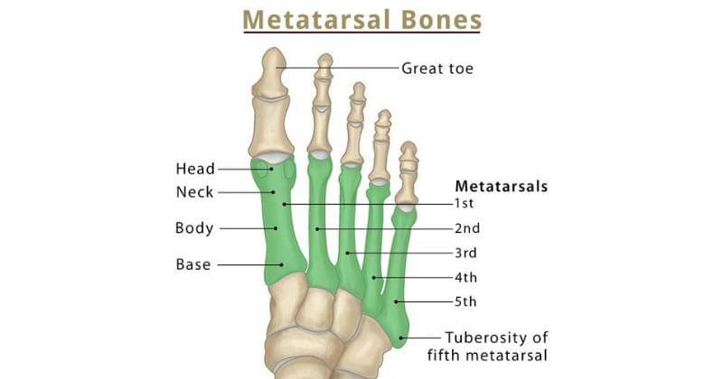 theskeletalsystem.net