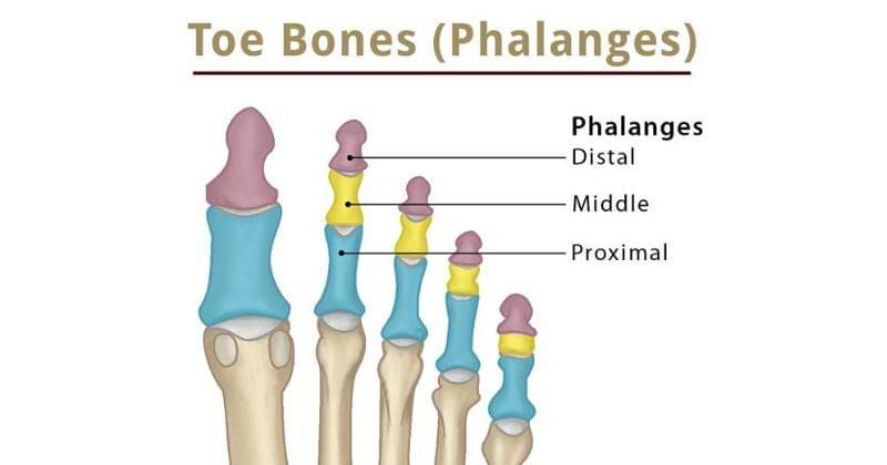 theskeletalsystem.net