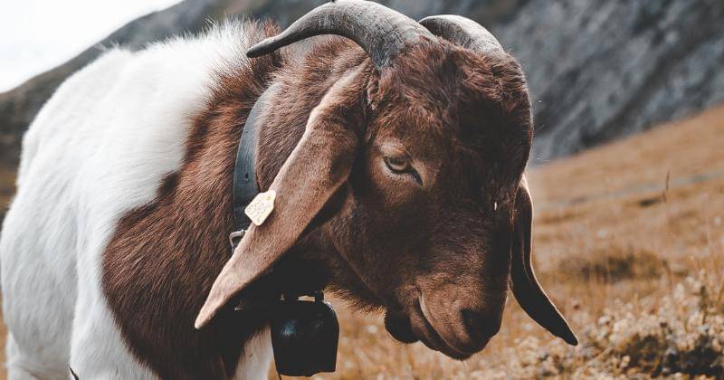 Unsplash/Florian van Duyn