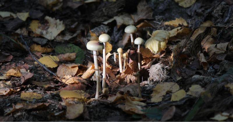 Unsplash/Tania Malréchauffé