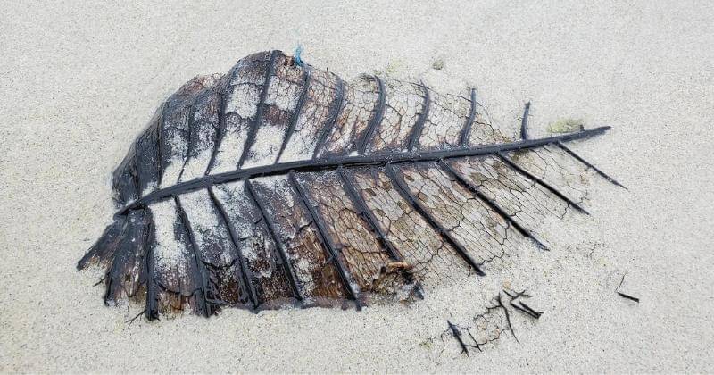 Unsplash/Hasmik Ghazaryan Olson