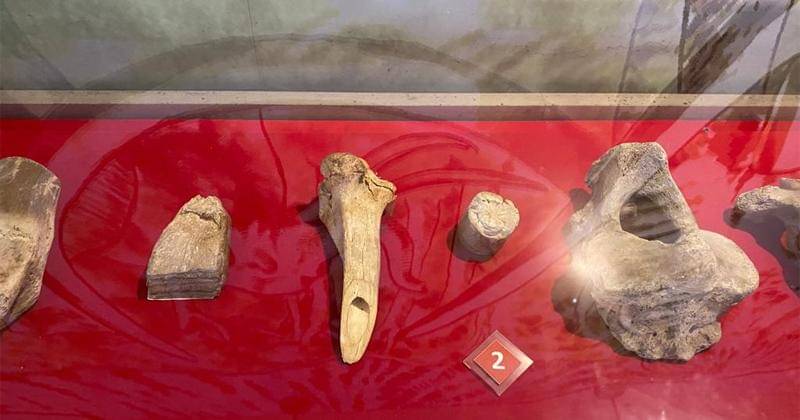 Popmama.com/Novy Agrina