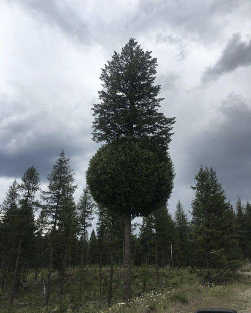 reddit.com/overweightmoose