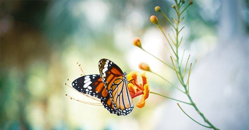 Unsplash/Calvin Mano