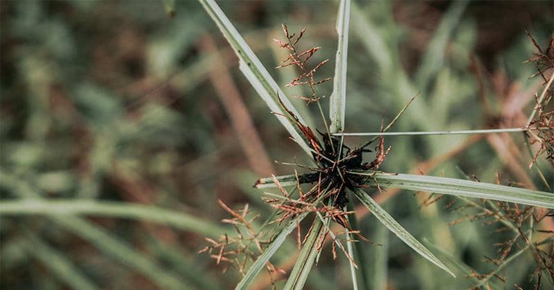 Unsplash/Ehteshamul Haque Adit