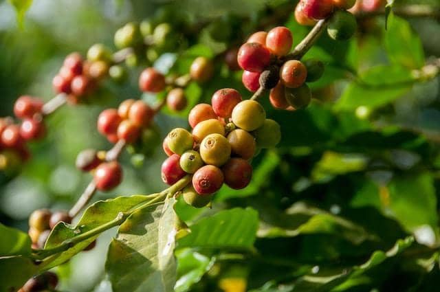 Indonesia Naik Peringkat ke-3 Negara Penghasil Kopi Terbanyak Dunia
