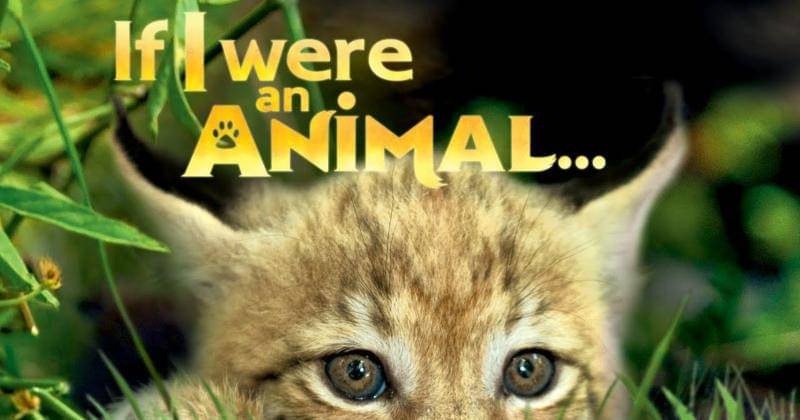 Youtube.com/If I were an Animal