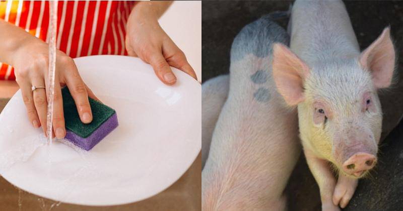 Freepik/senivpetro/DejaVu Designs