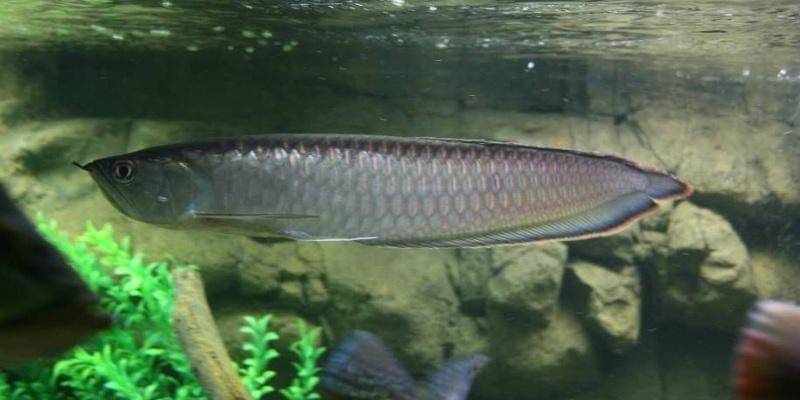 arowanafishforsale.com