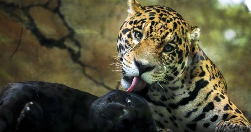 Dok. Taman Safari Indonesia