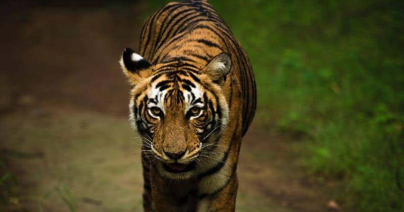 Unsplash/Praniket Desai