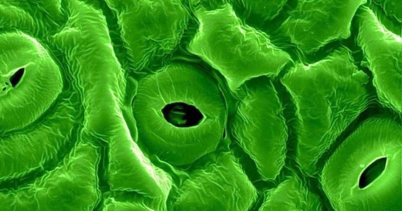 himaba.fkt.ugm.ac.id