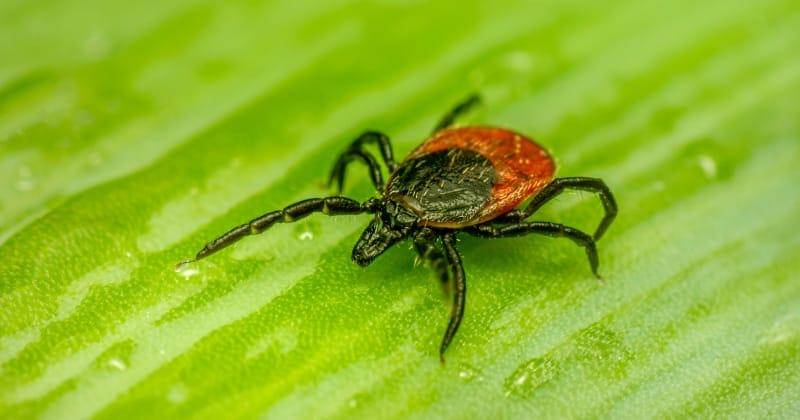 Unsplash/Erik Karits