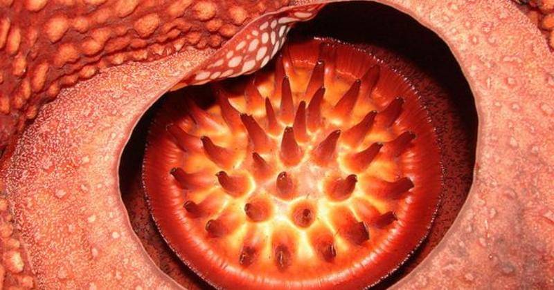 Pinterest.com/Flickr