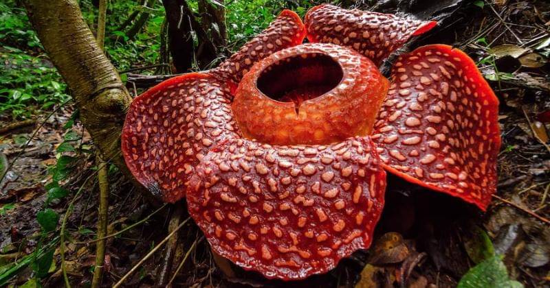 Freepik/maizalchaniago77