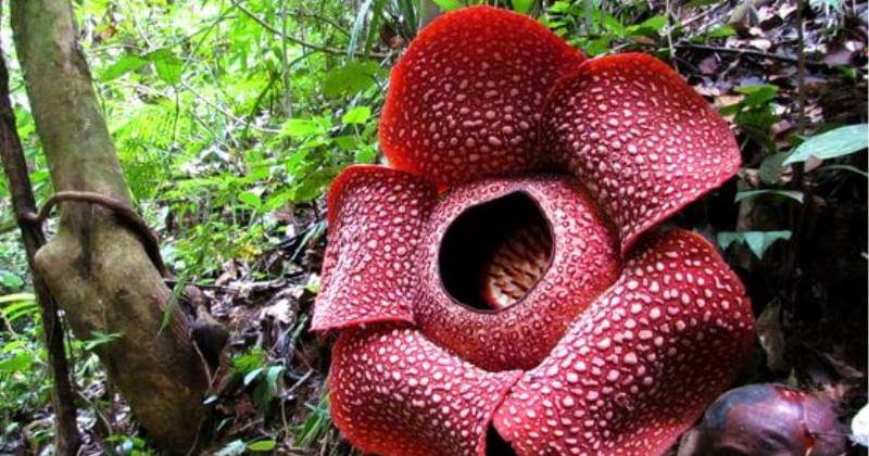 Pinterest.com/World of Flowering Plants