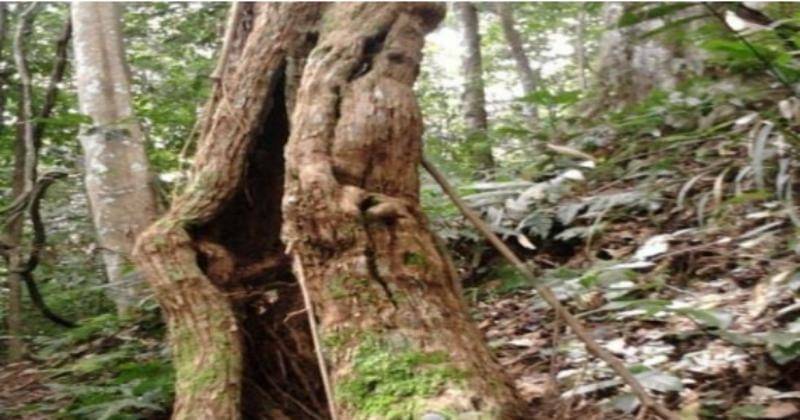 Artikel Penelitian Berjudul Persebaran dan Habitat Bunga Raffesia arnoldii R.Br di Hutan Pendidikan dan Pelatihan Universitas Muhammadiyah Bengkulu