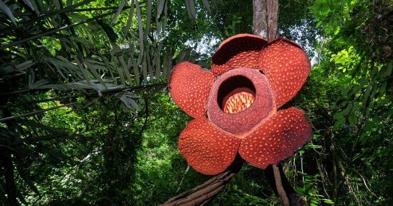 Freepik/maizalchaniago77