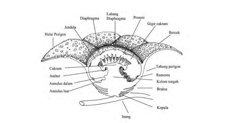 Buku Rafflesia Pesona Bunga Terbesar di Dunia/ Agus Susatya