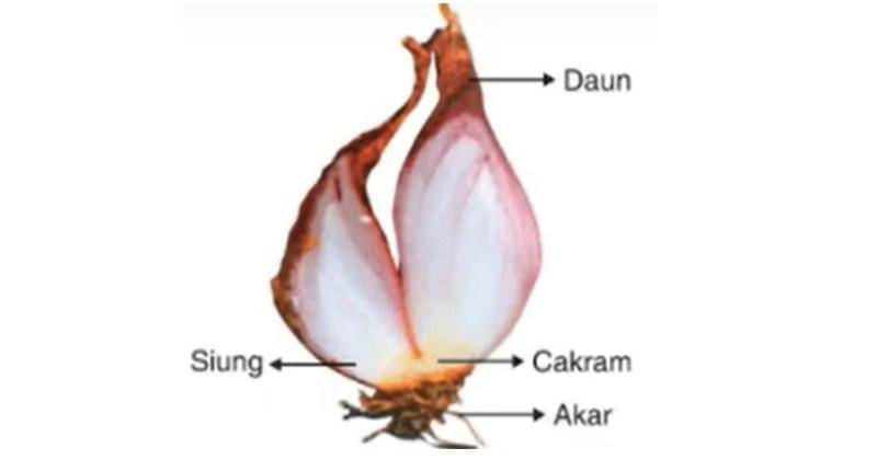 Youtube.com/Evelyn Sianipar