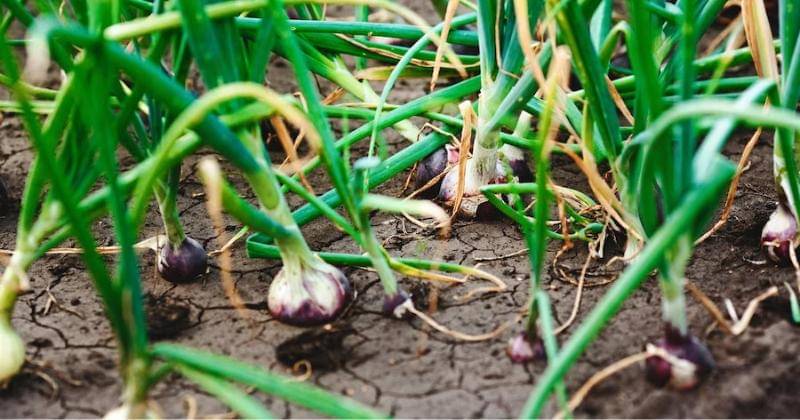 Freepik/sergey_pakulin