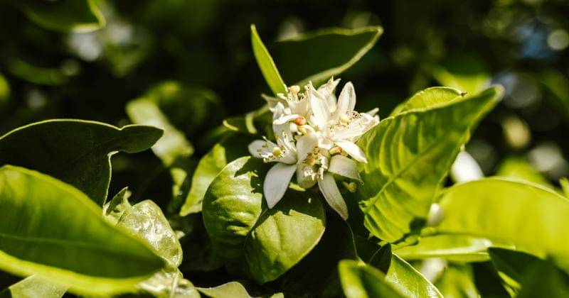 Pexels/ RDNE Stock project