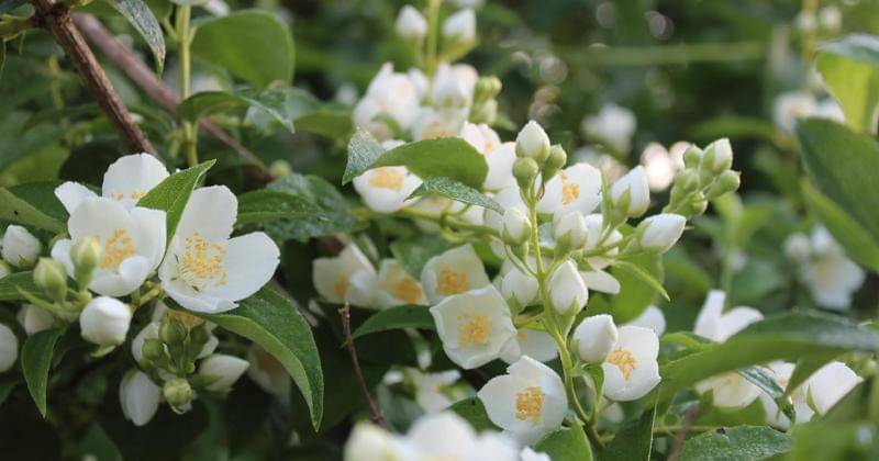 Pexels/Ольга Жукова