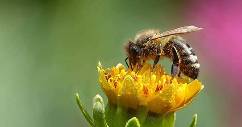 Pxhere/CC0 Public Domain