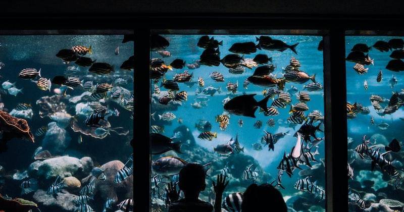 Pexels/Rachel Claire