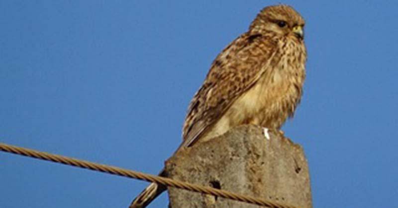 Pxhere/CC0 Public Domain