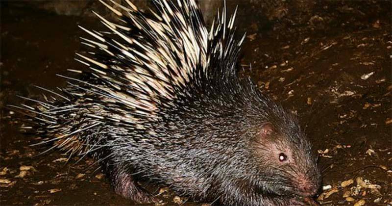 wikimedia.com/ Sakurai Midori